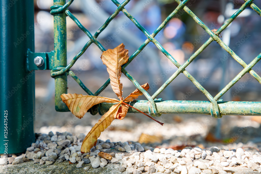 a chain fence with a single, dry brown leaf caught in mesh