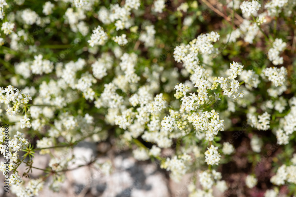 Heath bedstraw (galium saxatile) flowers in bloom Heath bedstraw (galium saxatile) flowers in bloom