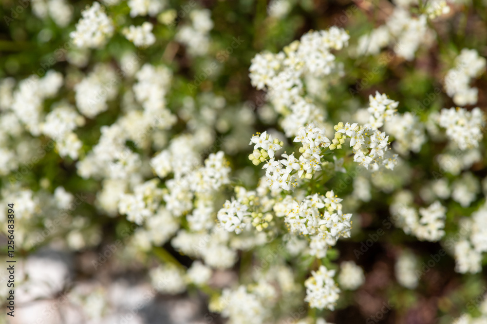 Heath bedstraw (galium saxatile) flowers in bloom Heath bedstraw (galium saxatile) flowers in bloom