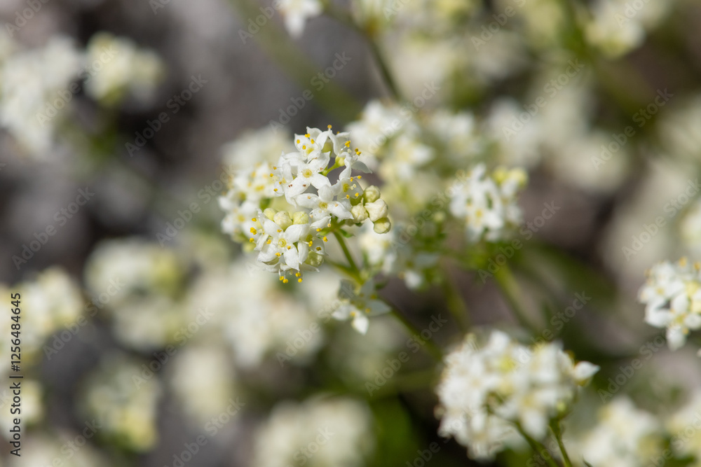 Heath bedstraw (galium saxatile) flowers in bloom Heath bedstraw (galium saxatile) flowers in bloom