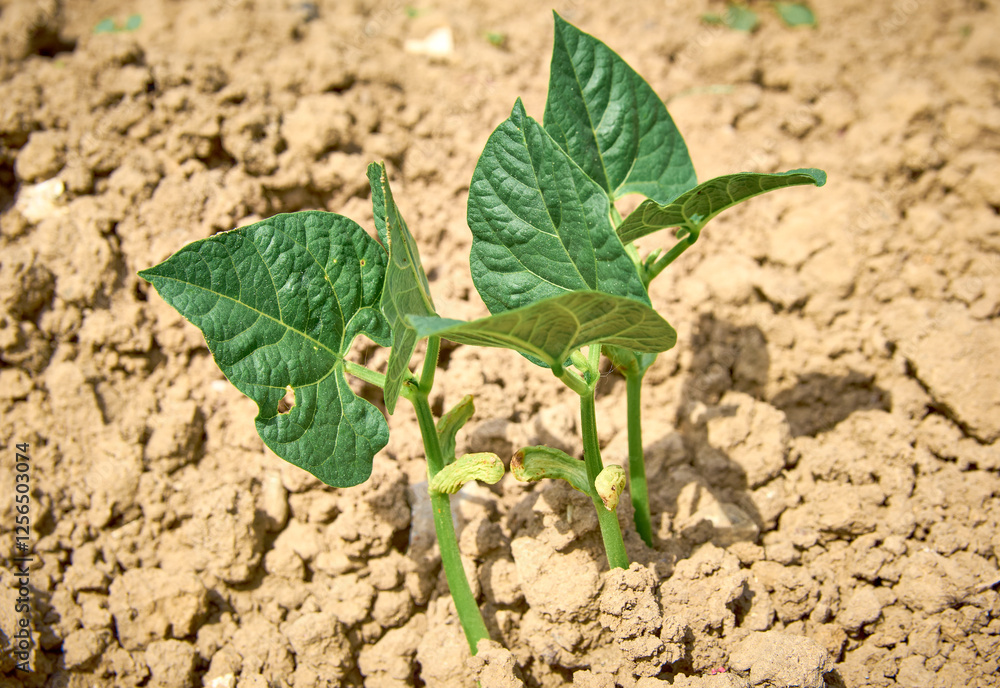 Green beans sprouted in the garden isolated on background