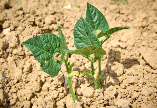 Obraz na płótnie Green beans sprouted in the garden isolated on background w salonie