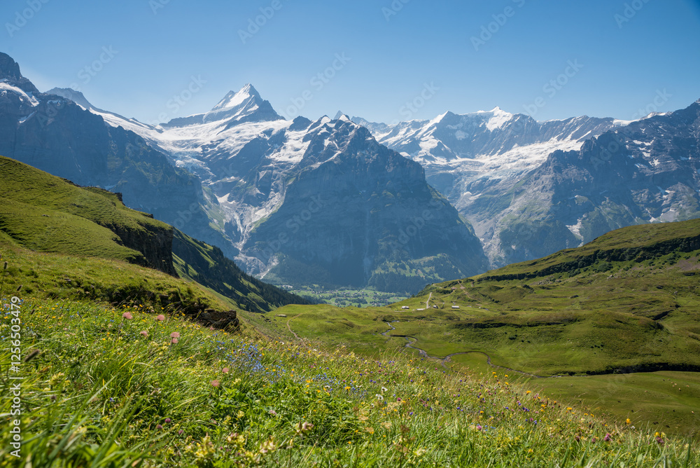 Fototapeta premium alpine view Schreckhorn Wetterhorn and Eiger mountains and glacier, green meadow