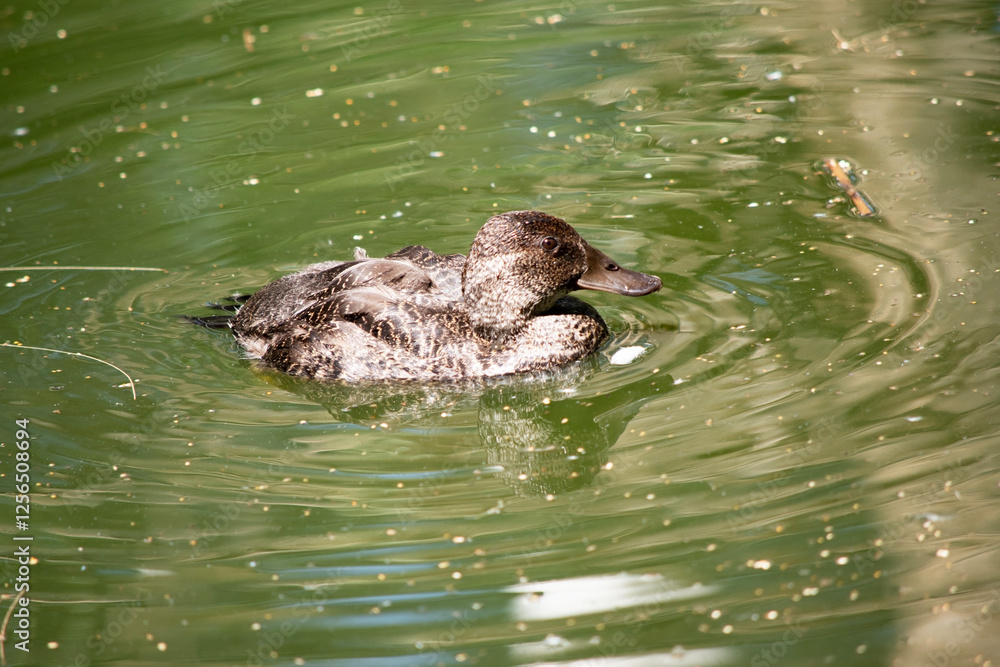 this is a female blue billed duck this is a female blue billed duck