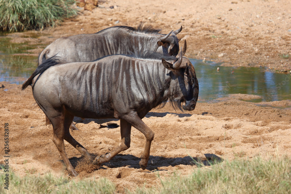 Streifengnu / Blue wildebeest / Connochaetes taurinus. Streifengnu / Blue wildebeest / Connochaetes taurinus.