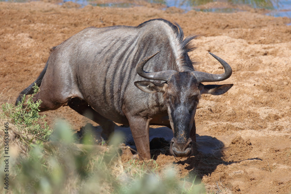 Fototapeta premium Streifengnu / Blue wildebeest / Connochaetes taurinus
