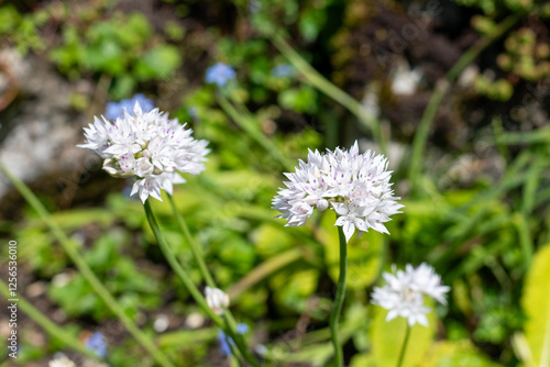 Wallpaper Mural Narrowleaf onion (allium amplectens) flowers Torontodigital.ca