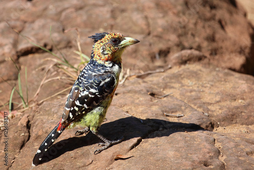 Haubenbartvogel oder Schwarzrücken-Bartvogel / Crested barbet / Trachyphonus vaillantii photo