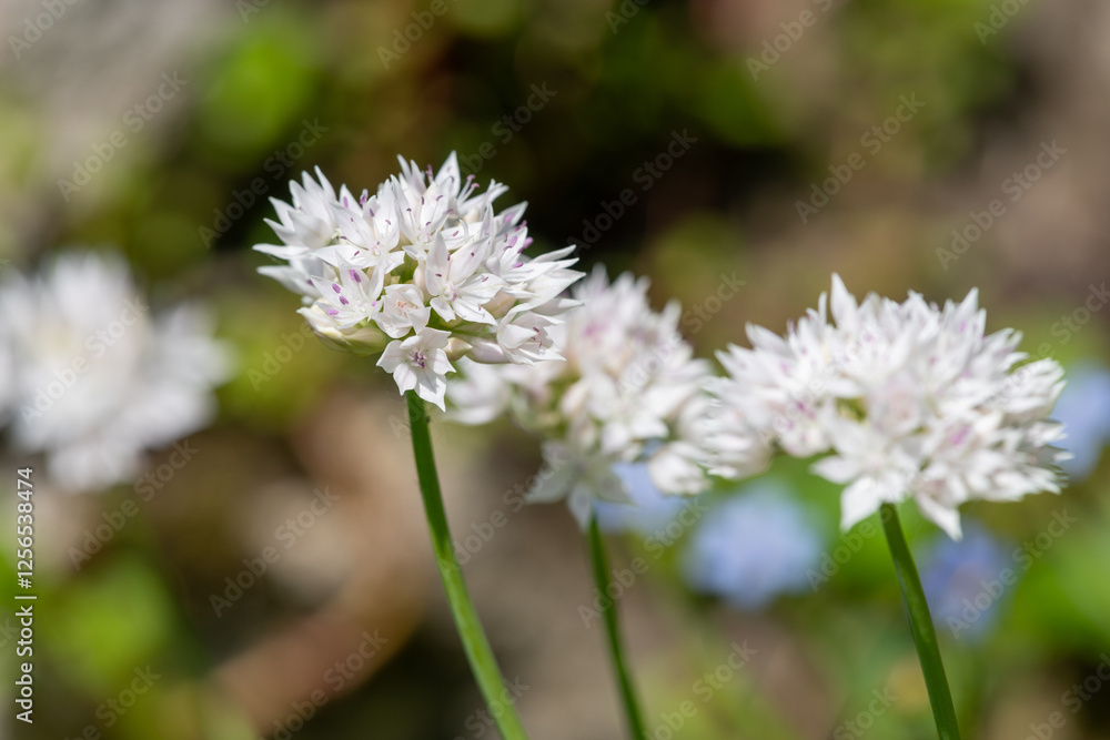 Narrowleaf onion (allium amplectens) flowers Narrowleaf onion (allium amplectens) flowers