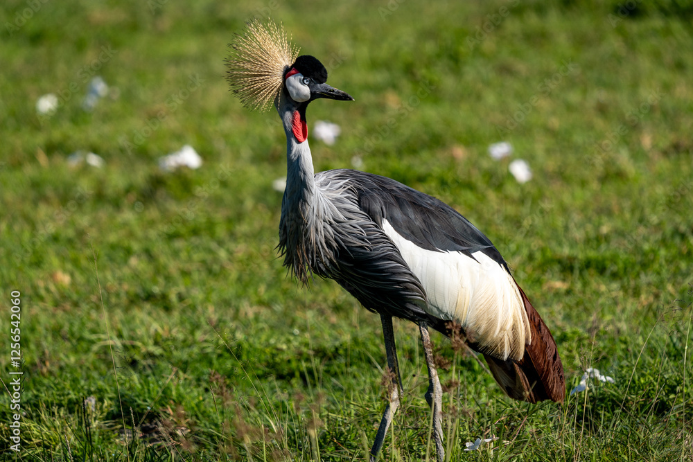 Fototapeta premium Majestic Grey Crowned Crane in the African Grasslands