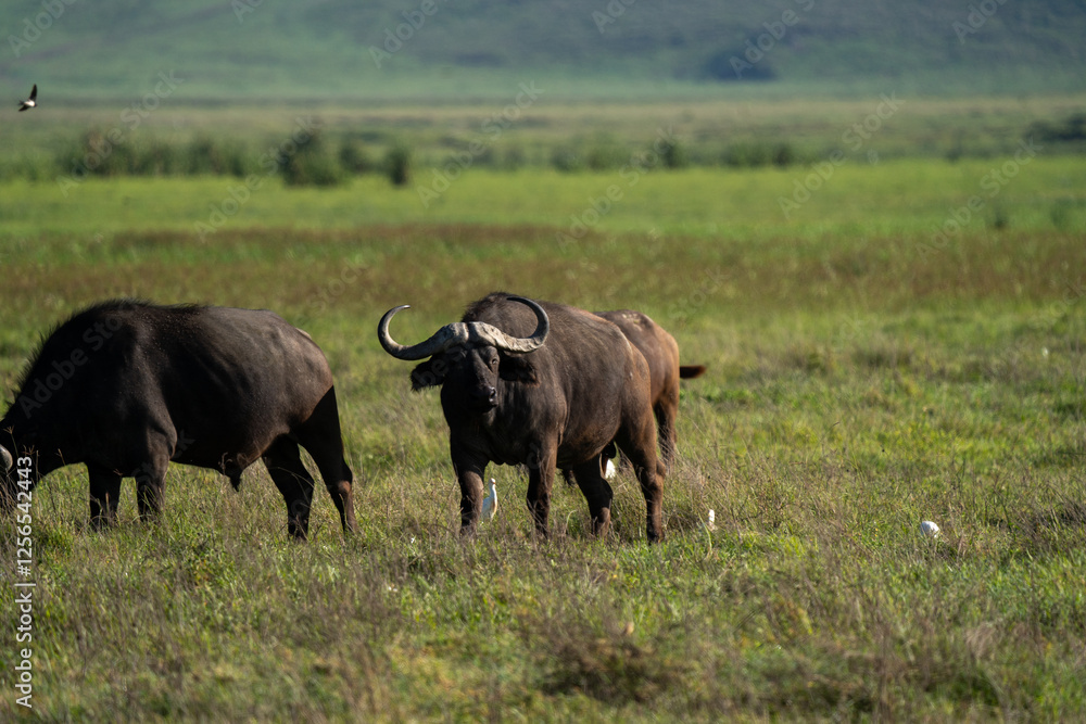 African Buffalo Grazing in the Savanna African Buffalo Grazing in the Savanna