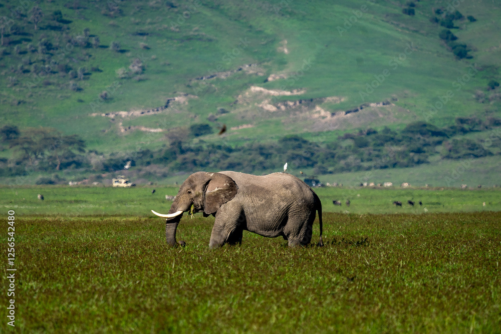 Fototapeta premium African Elephant Grazing in a Vast Green Plain