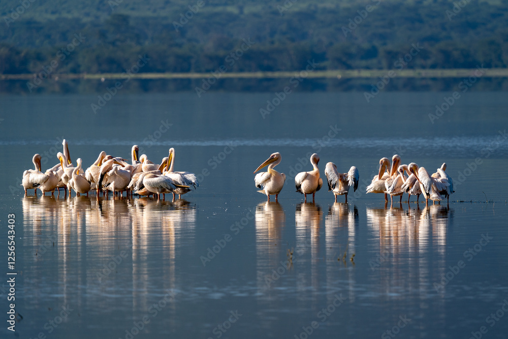 Great White Pelicans Gathering on a Tranquil Lake