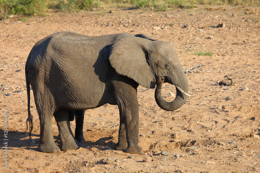Obraz premium Afrikanischer Elefant / African elephant / Loxodonta africana