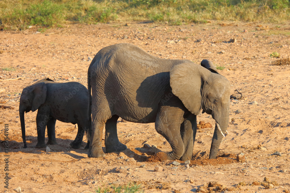 Afrikanischer Elefant / African elephant / Loxodonta africana Afrikanischer Elefant / African elephant / Loxodonta africana