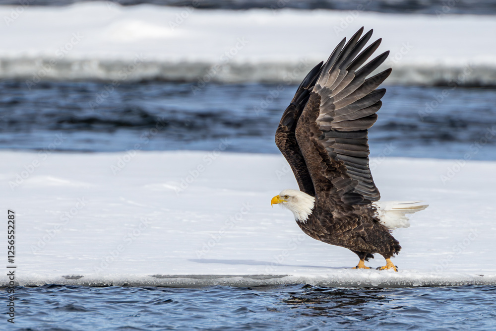 A bald eagle taking flight on the ice floe
