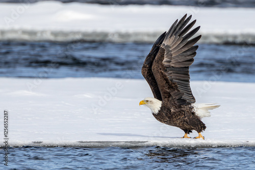 Obraz na płótnie A bald eagle taking flight on the ice floe w salonie