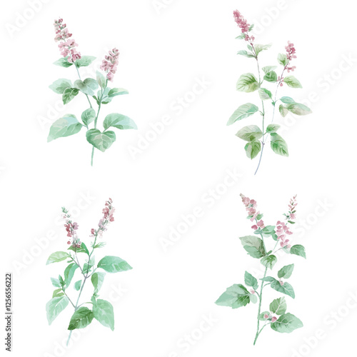 pepermint plant watercolor hand drawn illustration concept