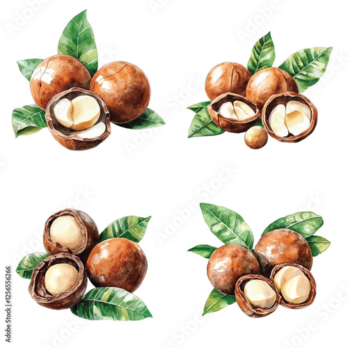macadamia nuts watercolor hand drawn illustration concept
