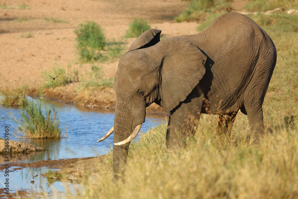 Fototapeta premium Afrikanischer Elefant / African elephant / Loxodonta africana