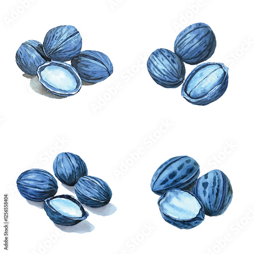 shea butter nuts on white watercolor hand drawn illustration concept