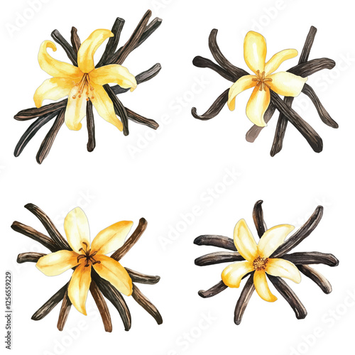 vanilla flower with sticks watercolor hand drawn illustration concept