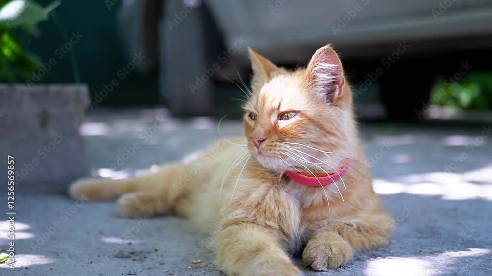 A fluffy ginger cat lounges in the garden near a flower pot, enjoying a peaceful moment in the shade A fluffy ginger cat lounges in the garden near a flower pot, enjoying a peaceful moment in the shade