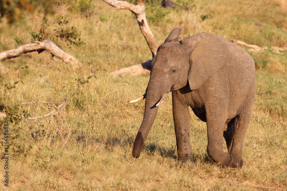 Fototapeta premium Afrikanischer Elefant / African elephant / Loxodonta africana