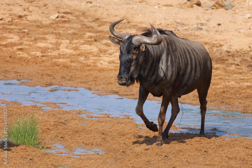 Streifengnu / Blue wildebeest / Connochaetes taurinus. Streifengnu / Blue wildebeest / Connochaetes taurinus.