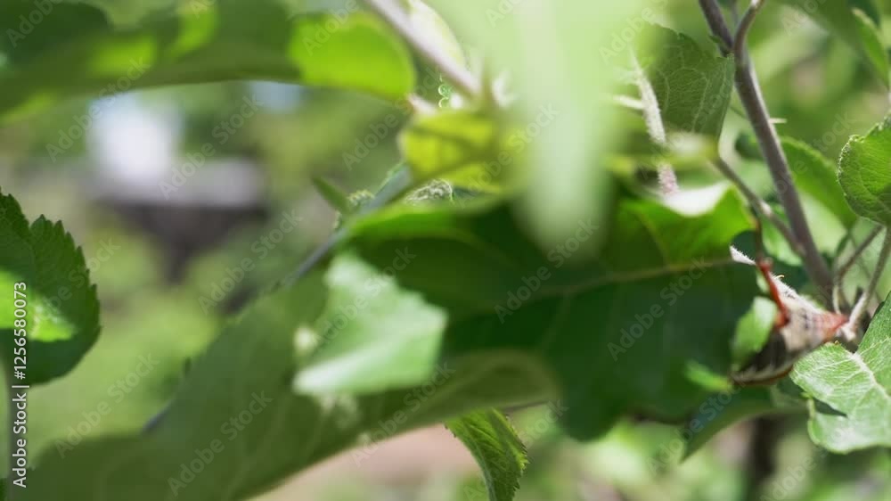 A May beetle sits on a branch of an apple tree. Pests of fruit trees. Close-up A May beetle sits on a branch of an apple tree. Pests of fruit trees. Close-up