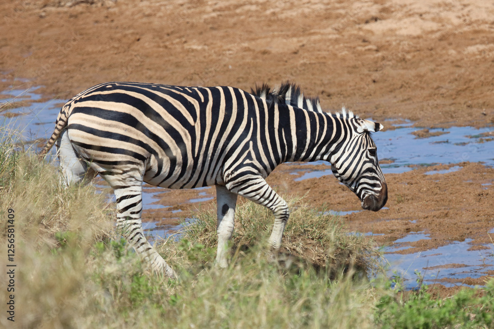 Fototapeta premium Steppenzebra / Burchell's zebra / Equus quagga burchellii