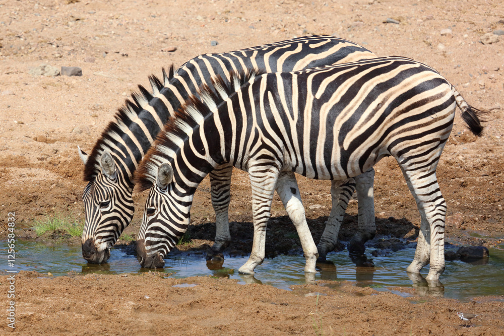 Steppenzebra / Burchell's zebra / Equus quagga burchellii Steppenzebra / Burchell's zebra / Equus quagga burchellii