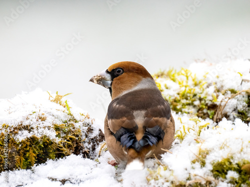 Kernbeißer (Coccothraustes coccothraustes)  photo