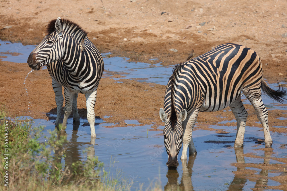 Obraz premium Steppenzebra / Burchell's zebra / Equus quagga burchellii
