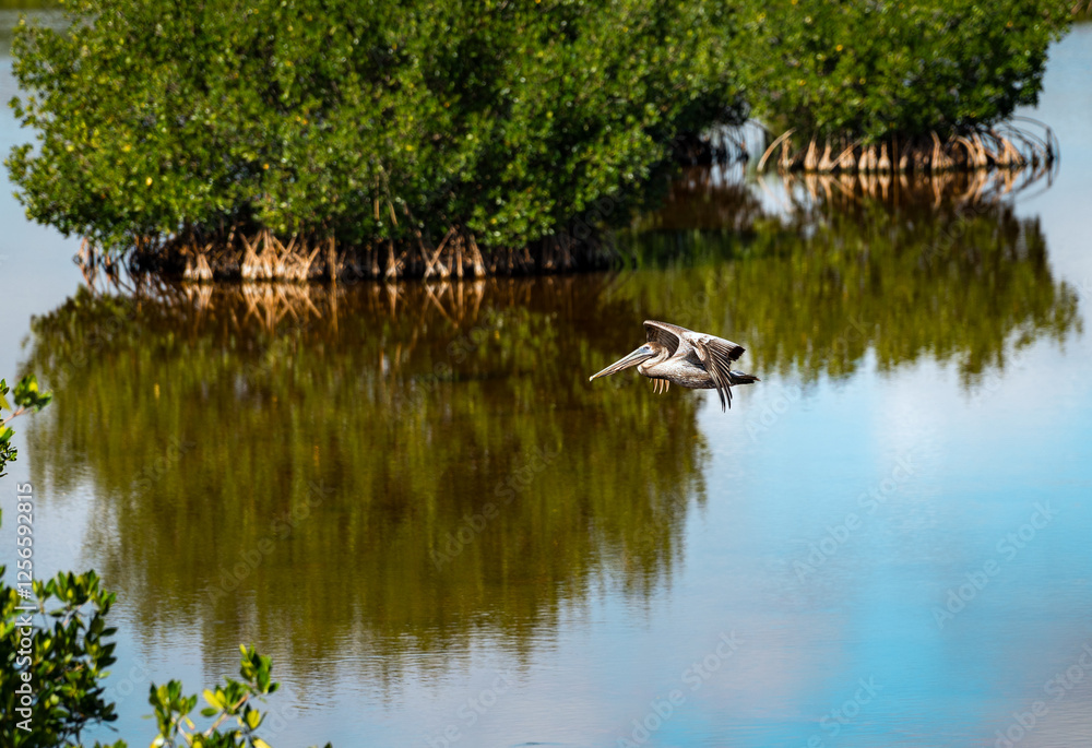 Brown Pelican flying in Florida Everglades Brown Pelican flying in Florida Everglades