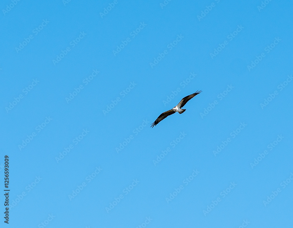 Kestrel flying in the Florida Everglades during winter in the day time Kestrel flying in the Florida Everglades during winter in the day time