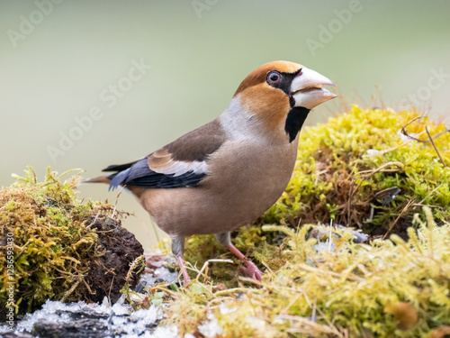 Kernbeißer (Coccothraustes coccothraustes)    Kernbeißer (Coccothraustes coccothraustes) photo