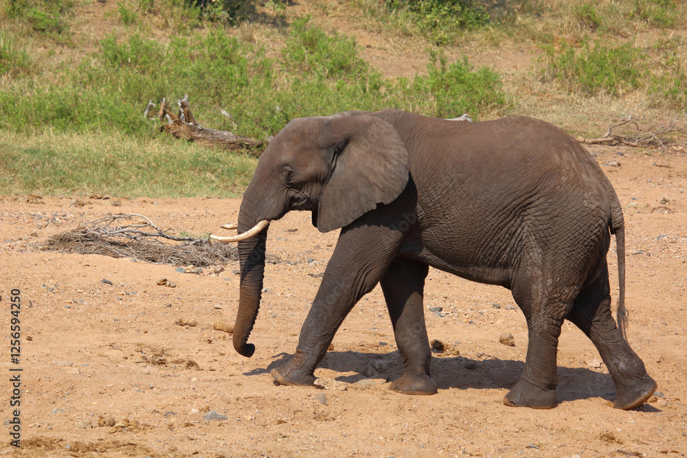 Afrikanischer Elefant / African elephant / Loxodonta africana