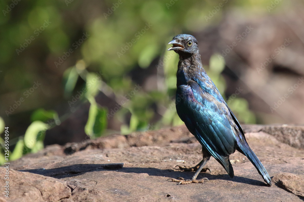 Naklejka premium Rotschulter-Glanzstar/ Cape glossy starling or Red-shouldered glossy starling / Lamprotornis nitens.
