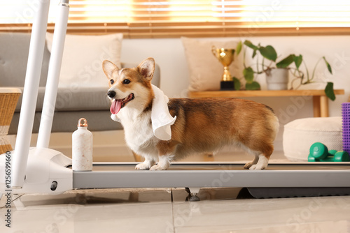 Cute Corgi dog with towel o...