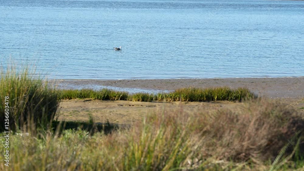 calm seagull swims placidly in the waters of some marshes. natural park. the focus shifts from the seagull to the bushes in the foreground. Huelva. slow motion video. 4k. 50fps calm seagull swims placidly in the waters of some marshes. natural park. the focus shifts from the seagull to the bushes in the foreground. Huelva. slow motion video. 4k. 50fps