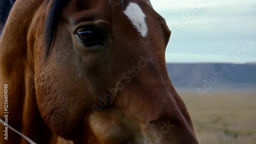 A close-up of a horse’s large, intelligent eyes, reflecting the quiet determination of the Native American warrior who rides it.
