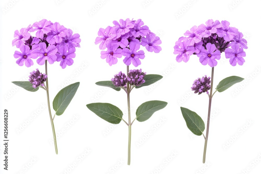 Obraz premium isolated purple verbena foliage