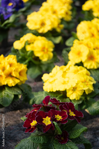 Wallpaper Mural An eye-catching close-up of colorful primroses in a nursery, with yellow and deep red flowers blooming in full.  Torontodigital.ca