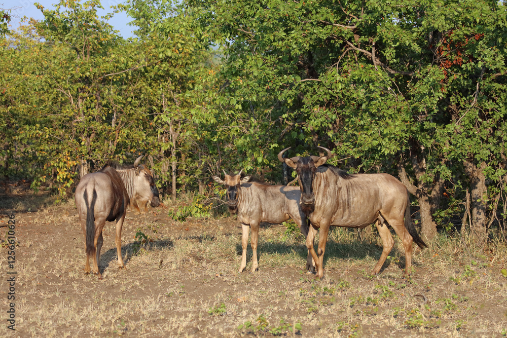 Fototapeta premium Streifengnu / Blue wildebeest / Connochaetes taurinus