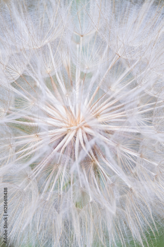 Fototapeta premium White dandelion puffball close-up