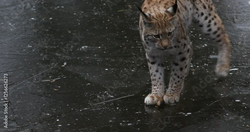 Lynx on ice. Eurasian lynx, Lynx lynx, playing with spruce cone and sliding on frozen forest pond. Beautiful wild cat in nature. Cute animal with spotted orange fur. Pure fun of bobcat. Beast of prey.