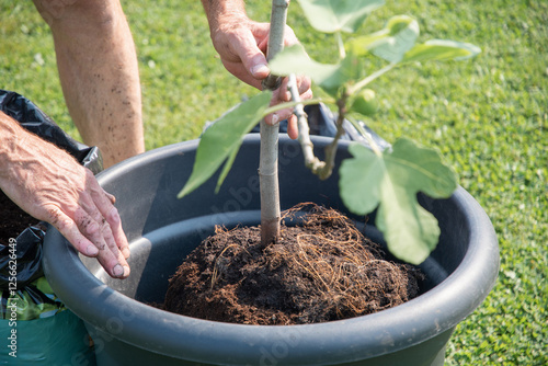 Photos Gardener carefully holding the small trunk of a fig tree while repotting it into