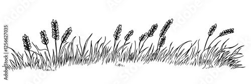 wheat field grass vector doodle black sketch illustration
