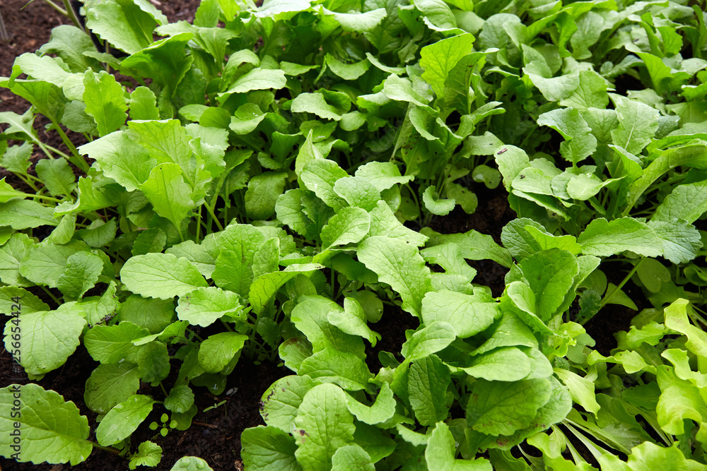 Young radish greens growing in a bed in an organic vegetable garden.